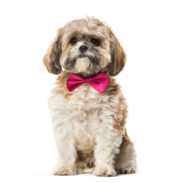 Lhasa Apso in bow tie against white background