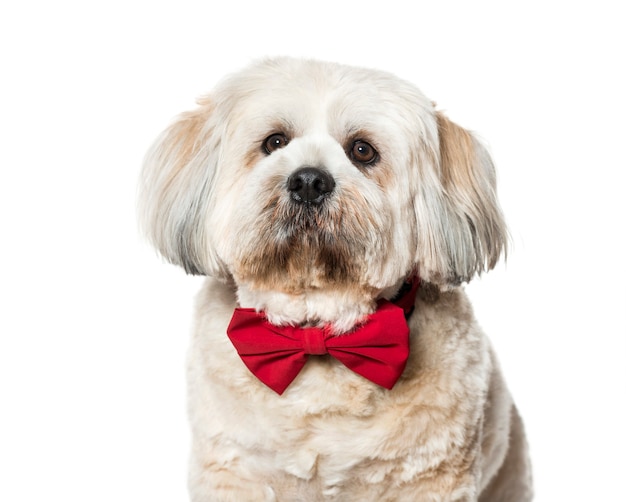 Lhasa apso in bow tie against white background