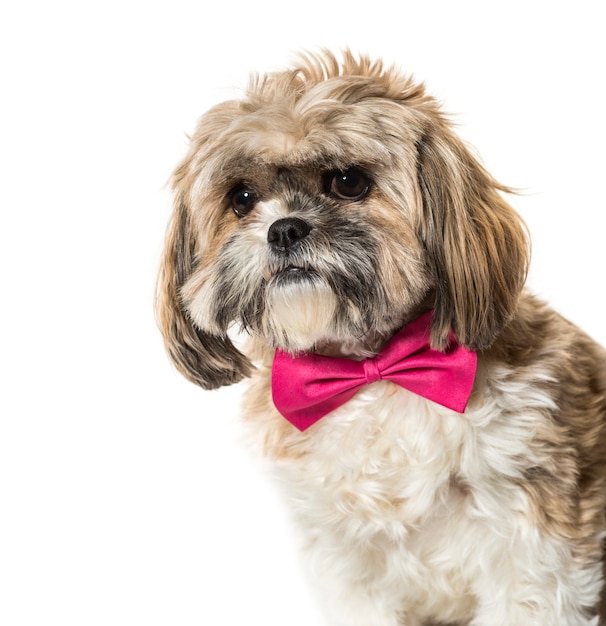 Photo lhasa apso in bow tie against white background