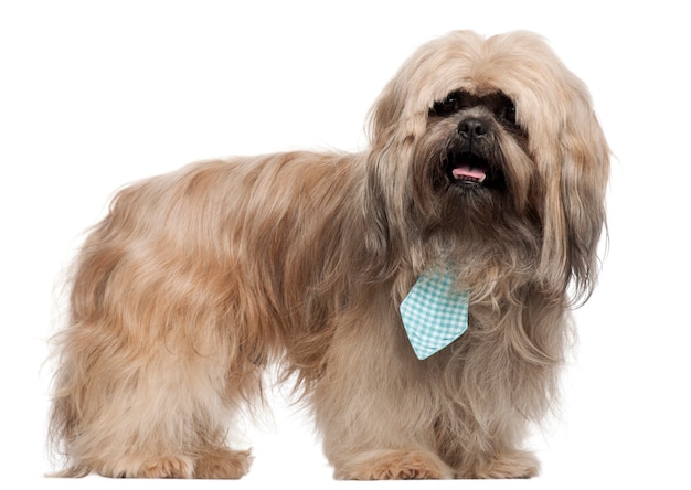 Lhasa Apso op wit