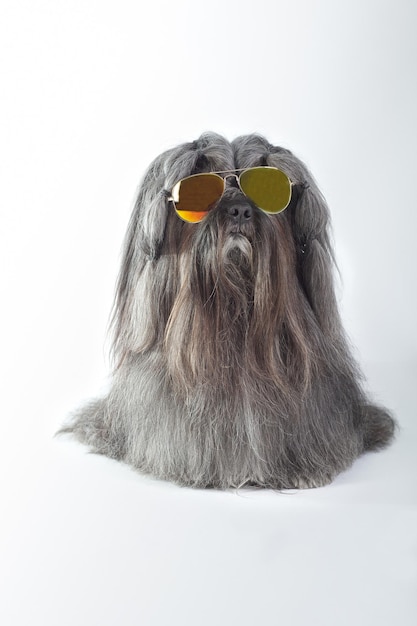 lhasa apso purebred dog with sunglasses
