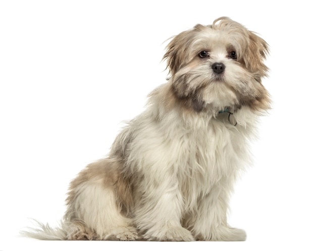 Lhasa apso vergadering, geïsoleerd op wit