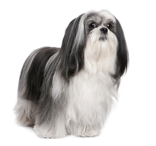 Lhasa Apso