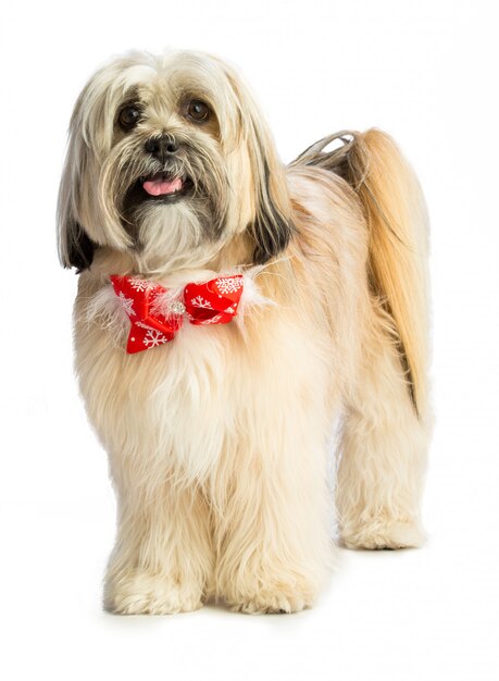 Lhassa Apso with red scarf