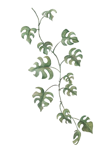 Ветка лианы с зелеными листьями, нарисованная акварелью на белом фоне Акварельная иллюстрация