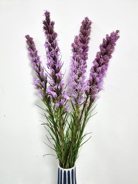 Liatris o gayfeather nel vaso su sfondo bianco