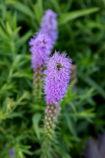 Liatris spicata または庭のデザインで密なブレイジング スター紫の花