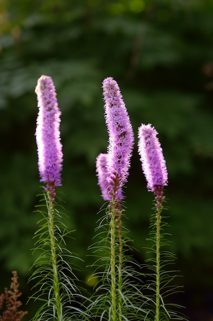 Liatris-spicatabloemen in de de zomertuin