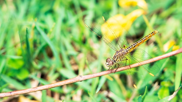 Libel hangend aan de tak close-up foto