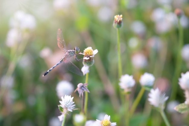 Libel op een gras in de ochtend en zonlicht. Insect. Dier.