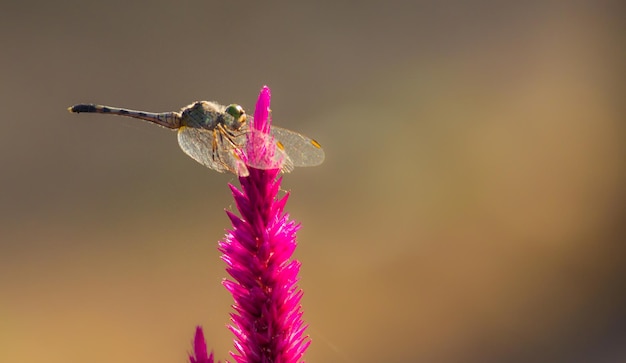 Libel rustend op de Celosia- of Cocks-kambloem in een zachte wazige achtergrond