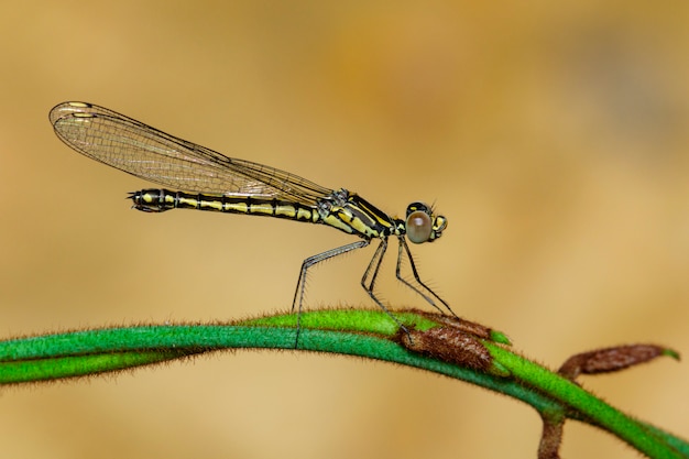 Libellago lineata dragonfly on a green branch