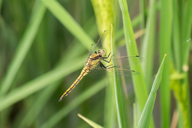 Libelle neergestreken op een blad