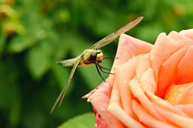 Libelle op de roos