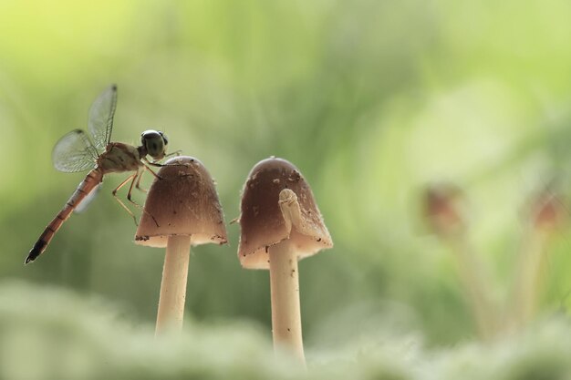 Libelle op een unieke plek