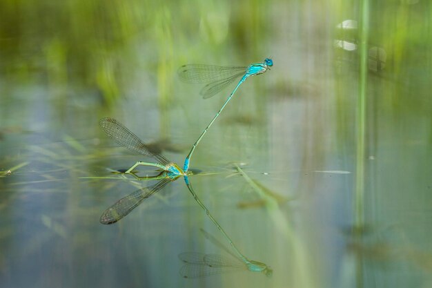 Foto libelle op een unieke plek