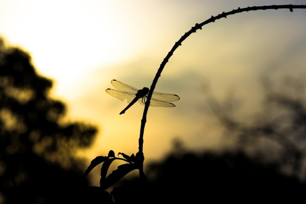 Libelle op rustend op de stengel van de plant met lucht op de achtergrond