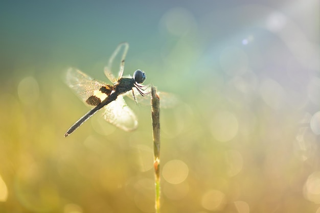 Libelle op twijgen