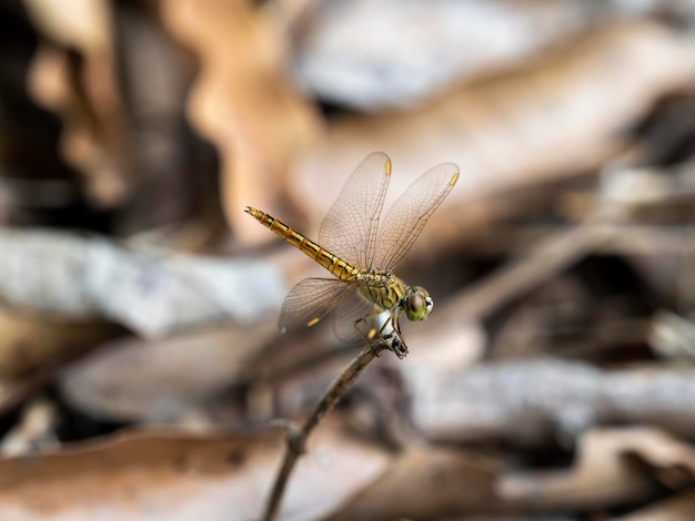 Libelle rust op een droge tak in de tuin