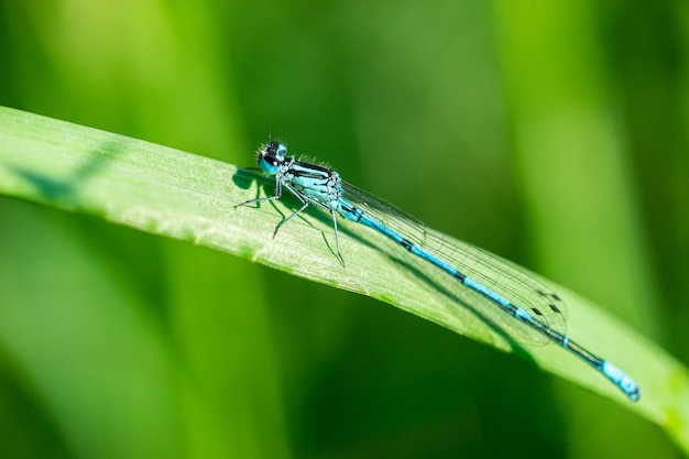 Libelle zittend op een groen blad