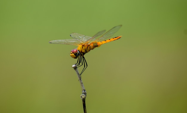 Libelle zittend op een stokje Rode libel zittend op een droge boomstok Libelle zittend op een stokje