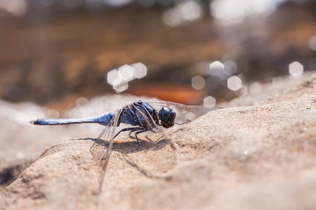 Libellen met achtergrond bokeh