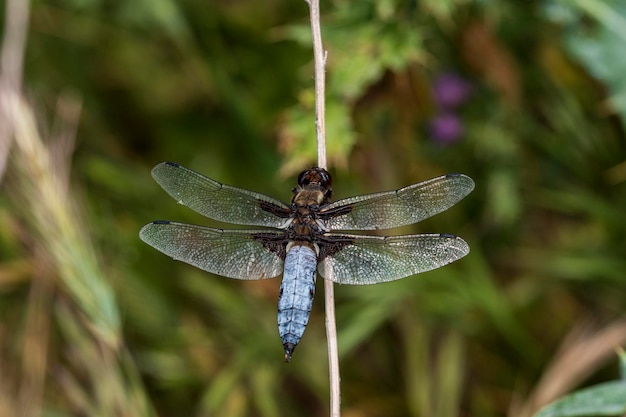 Libellula depressa - De platbuiklibel is een soort van anisoptera odonate in de familie Libellulidae.