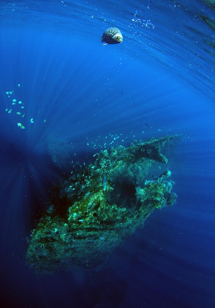 Liberty ship wreck underwater life of Bali