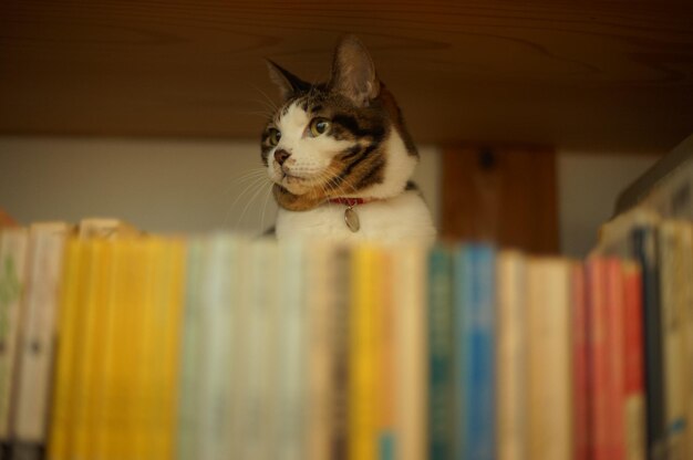 A librarian tabby cat