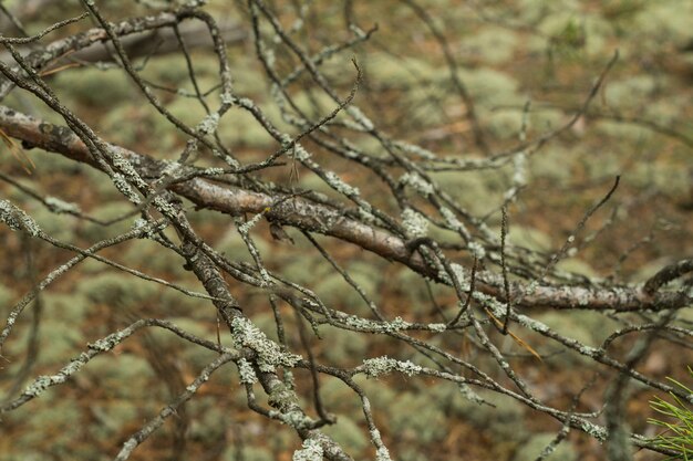 Lichen on the branches of trees in the forest