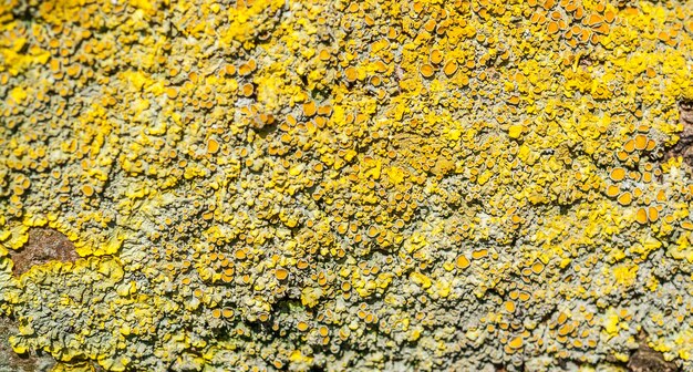 lichen closeup