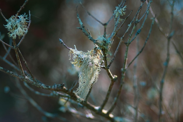 写真 春のライチェン