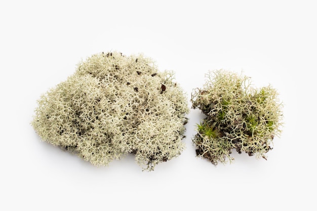 Lichen isolated on white background. Evernia prunastri