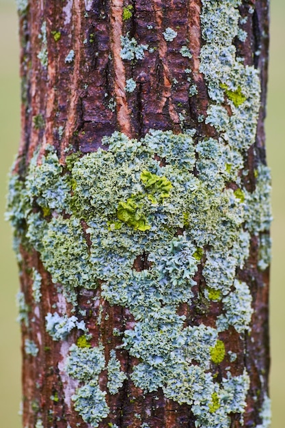 Lichen and Moss on Tree Bark Texture Macro CloseUp