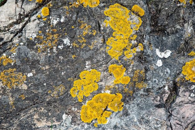 Lichen on an old cracked stone