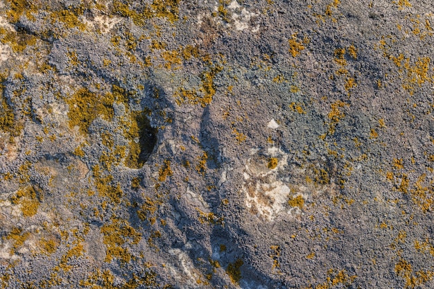 Lichen presumably on quartzite sandstone surface under direct sunlight fullframe texture and background