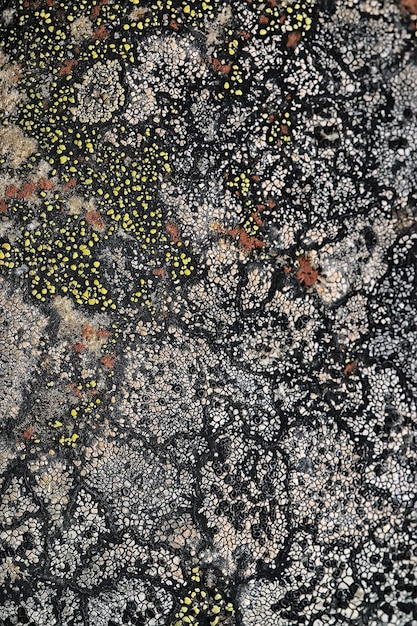 Lichen on stone texture macro background, abstract nature