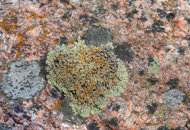 Lichen on the surface of granite. Northern nature.