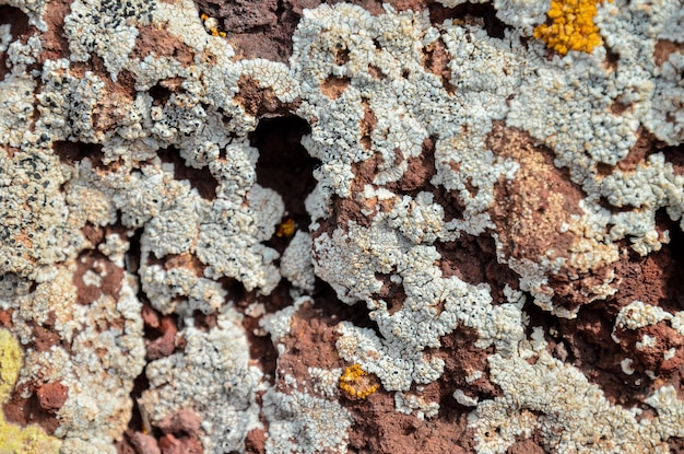 Foto fondo del modello di struttura del lichene sul pavimento