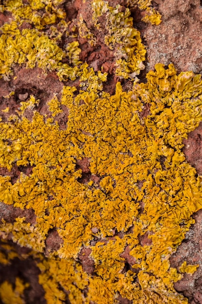 Lichen Texture Pattern Background on the Floor