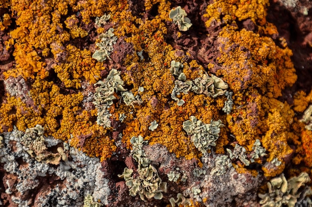 Lichen Texture Pattern