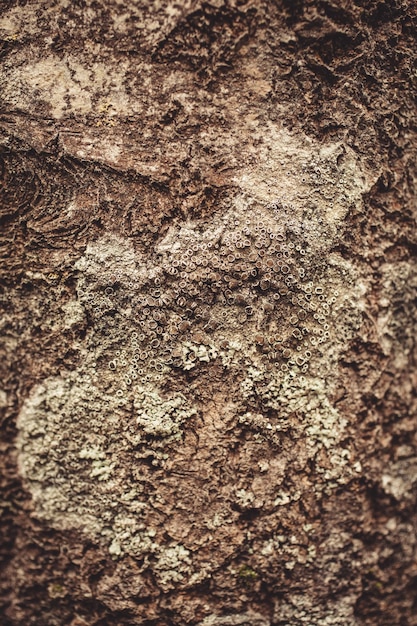 Photo lichen on tree bark