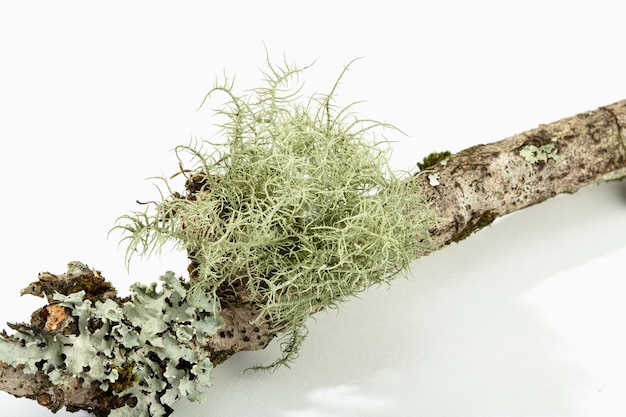 Lichen on tree branch isolated on white