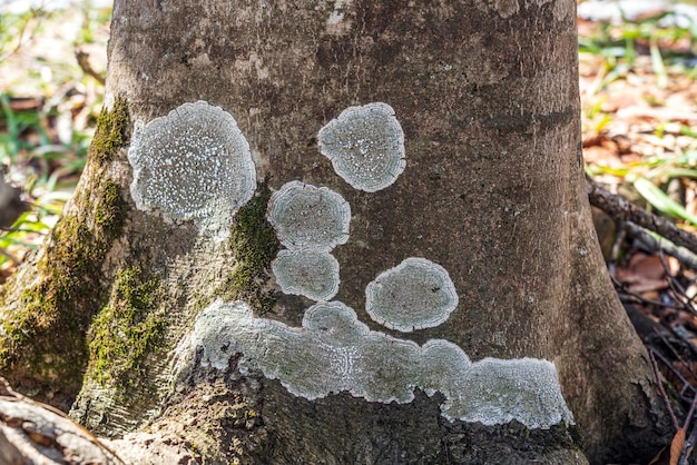 Lichen on a tree trunk