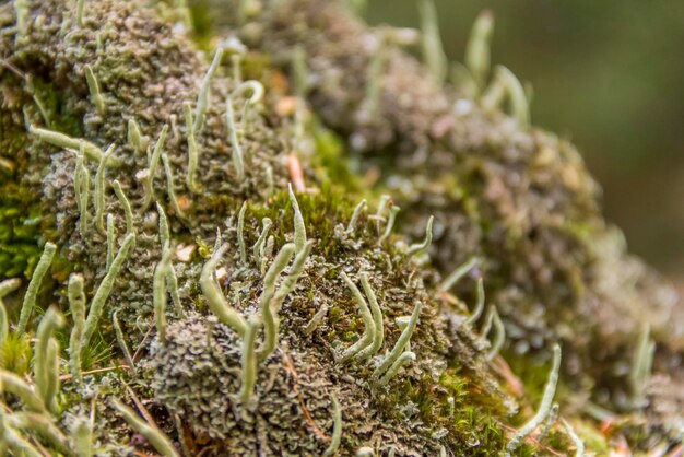 lichen vegetation closeup