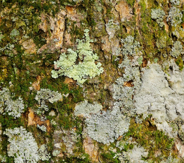 Lichen