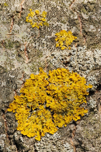 Lichen