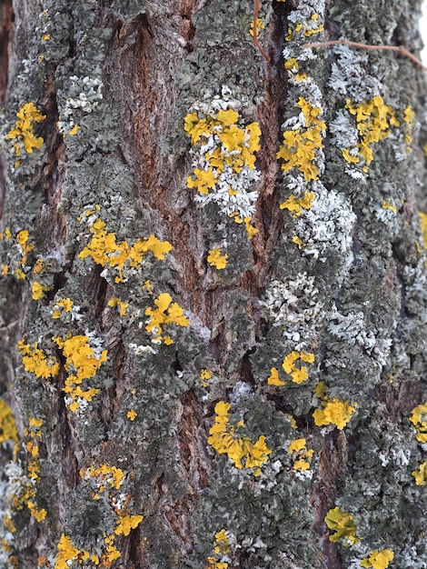 lichenen op boomkorst