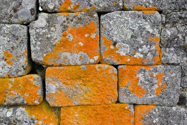 Lichens covering a granite wall