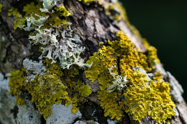 Lichens and moss growing on the trunk of a tree in the Maltese countryside.